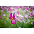 Asian garden indoesnisa  Common cosmos seeds flower seeds for growing